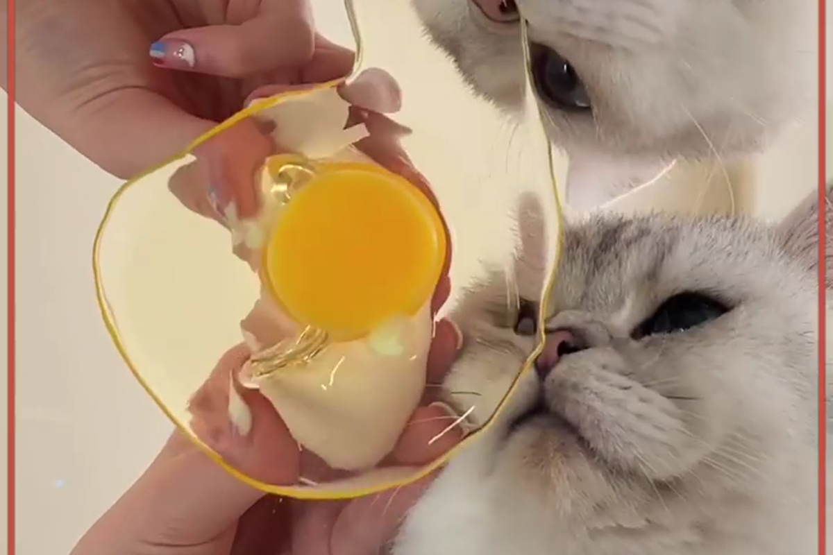 Cats Sharing Treats on a Glass Table